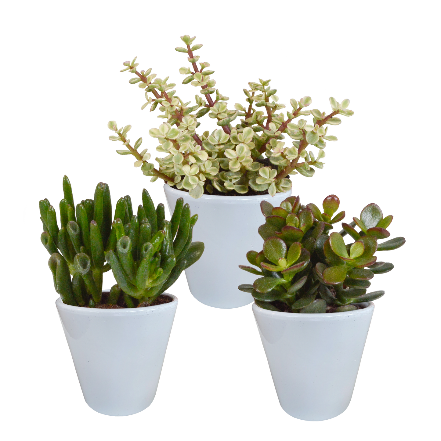 Crassula-Mix 3er Set im weißen Keramiktopf 8,5 cm