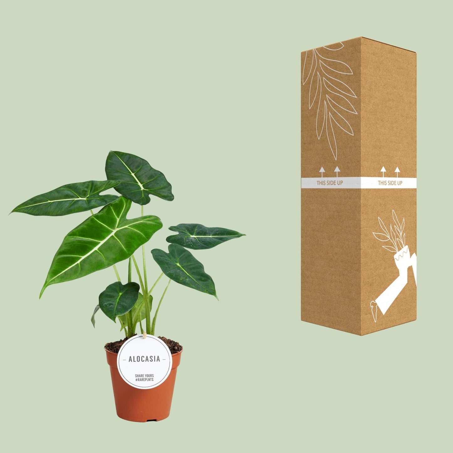 Alocasia Frydek – Pflegeleichte Tropische Zimmerpflanze