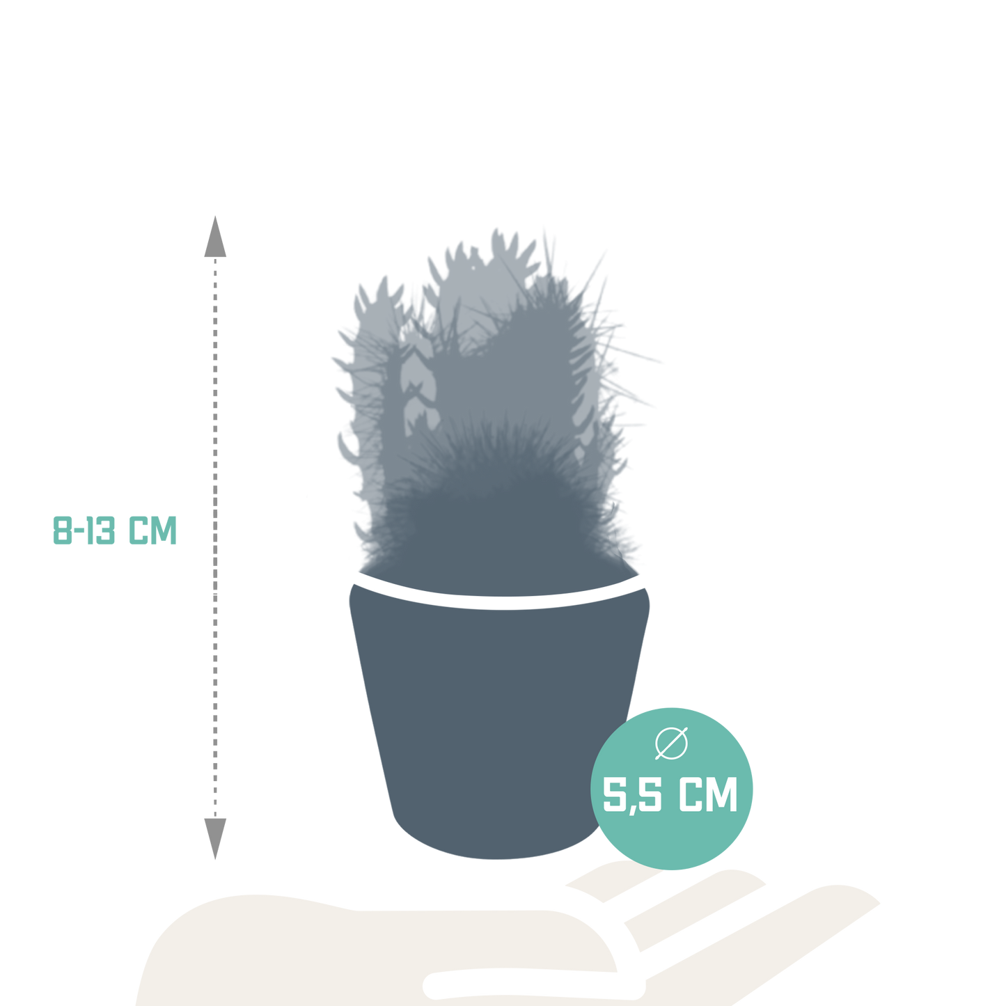 Kakteenmischung 5x im handbemalten Mexiko-Pot 5,5 cm