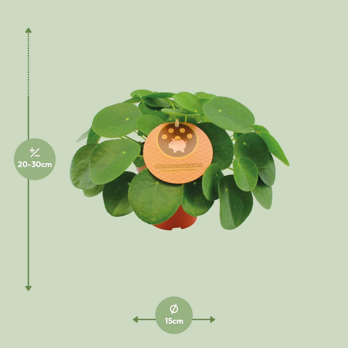 Pilea Peperomioides – Pflegeleichte Zimmerpflanze Ø15cm