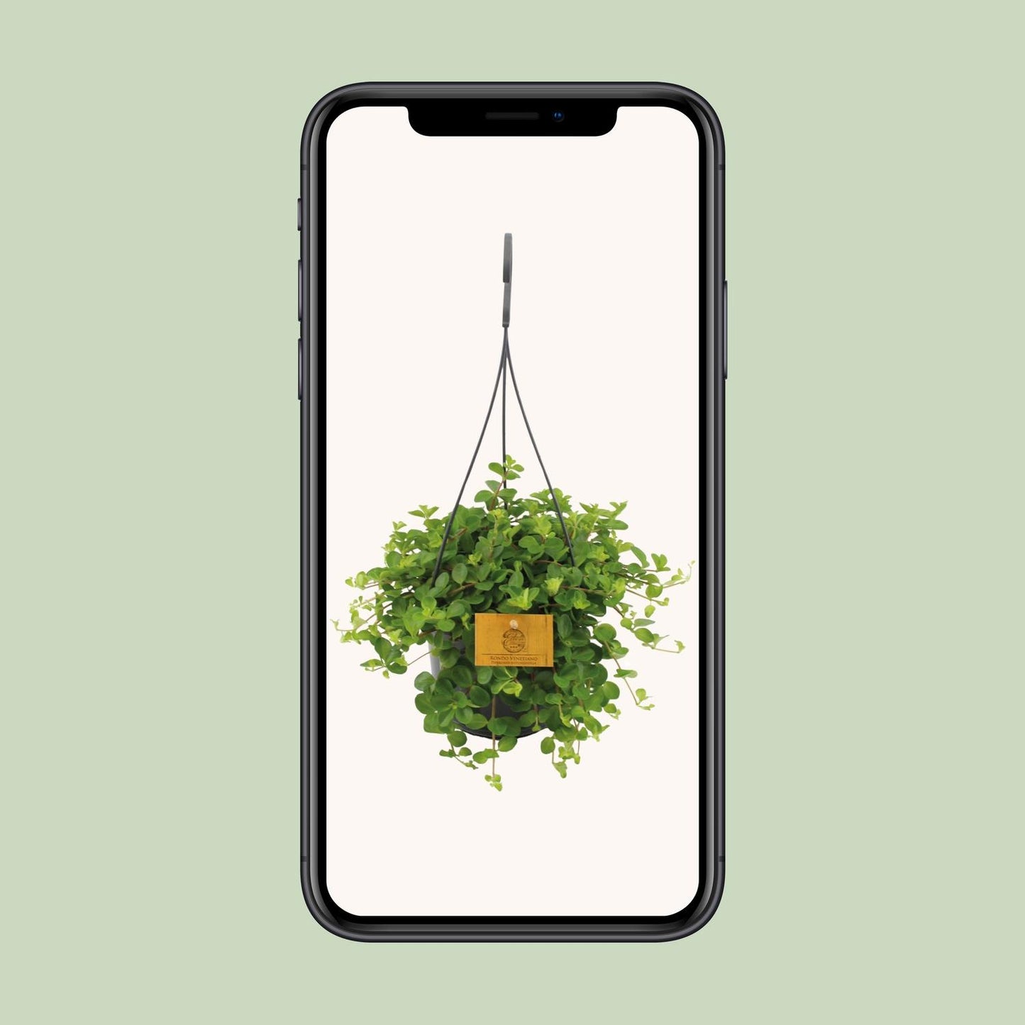 Peperomia Rotundifolia – Pflegeleichte Zimmerpflanze Ø15cm