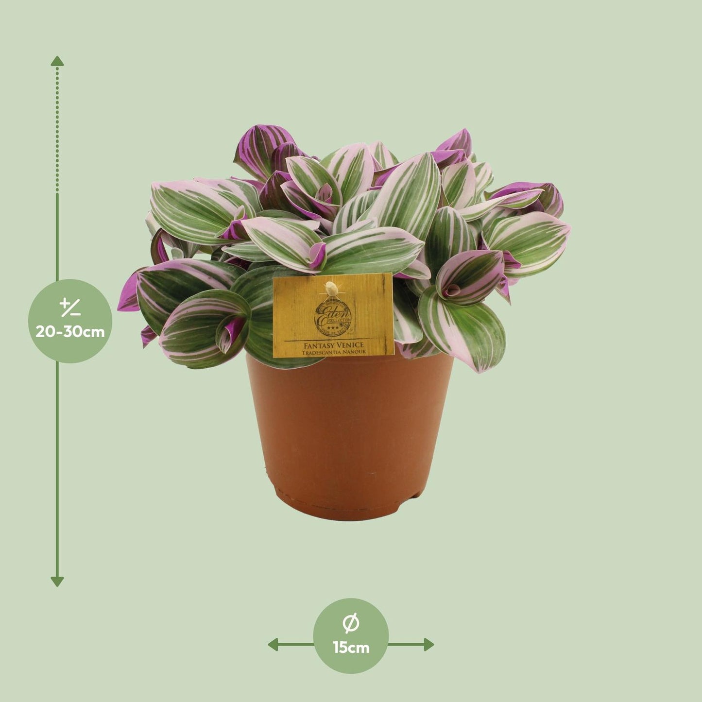 Tradescantia Nanouk – Bunte, pflegeleichte Zimmerpflanze Ø15cm