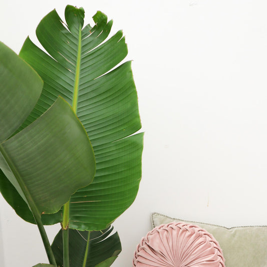 Strelitzia Augusta – Weiße Paradiesvogel-Pflanze 180 cm