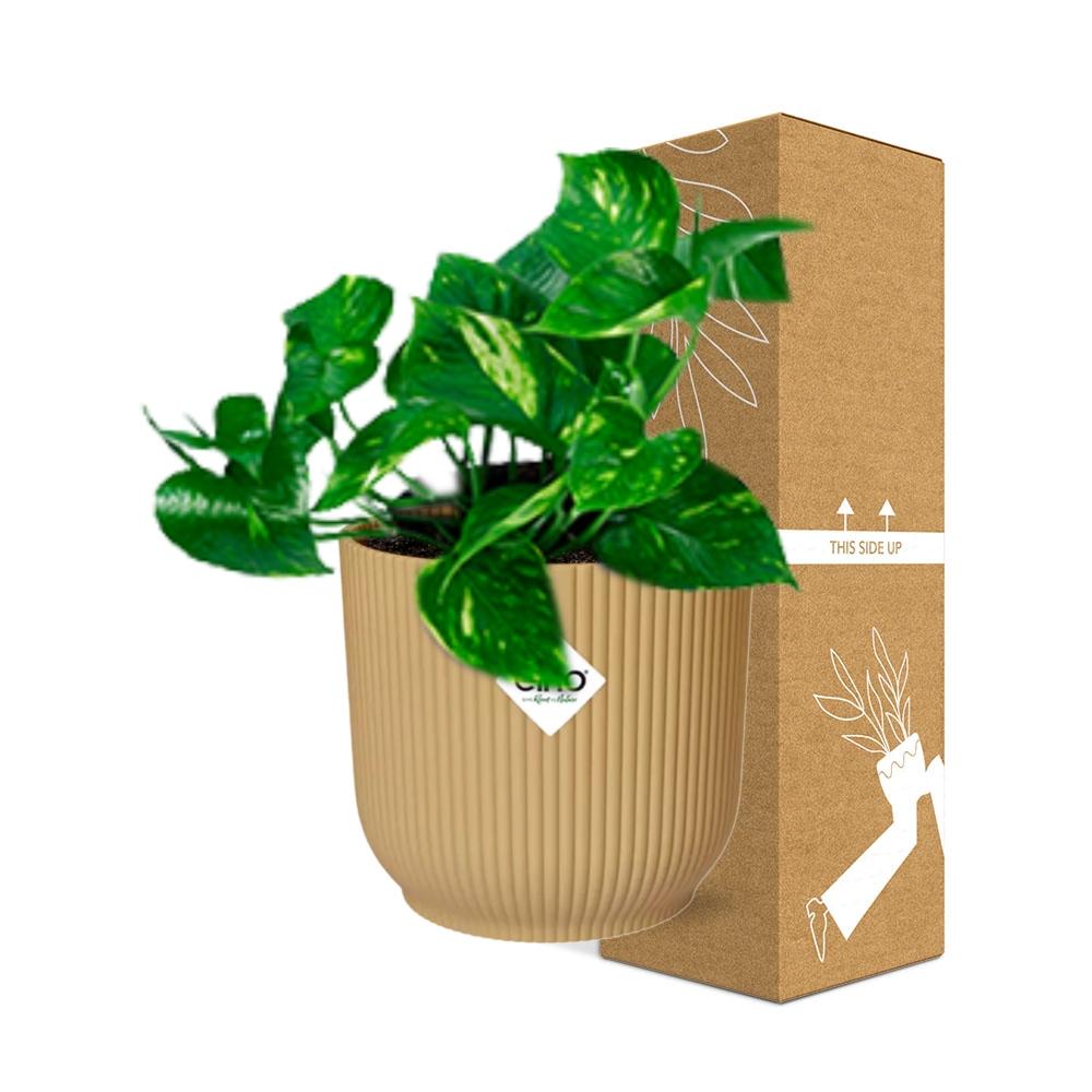 Epipremnum Pinnatum ‘Aureum’ – Goldener Efeu in ELHO Vibes Fold 14cm