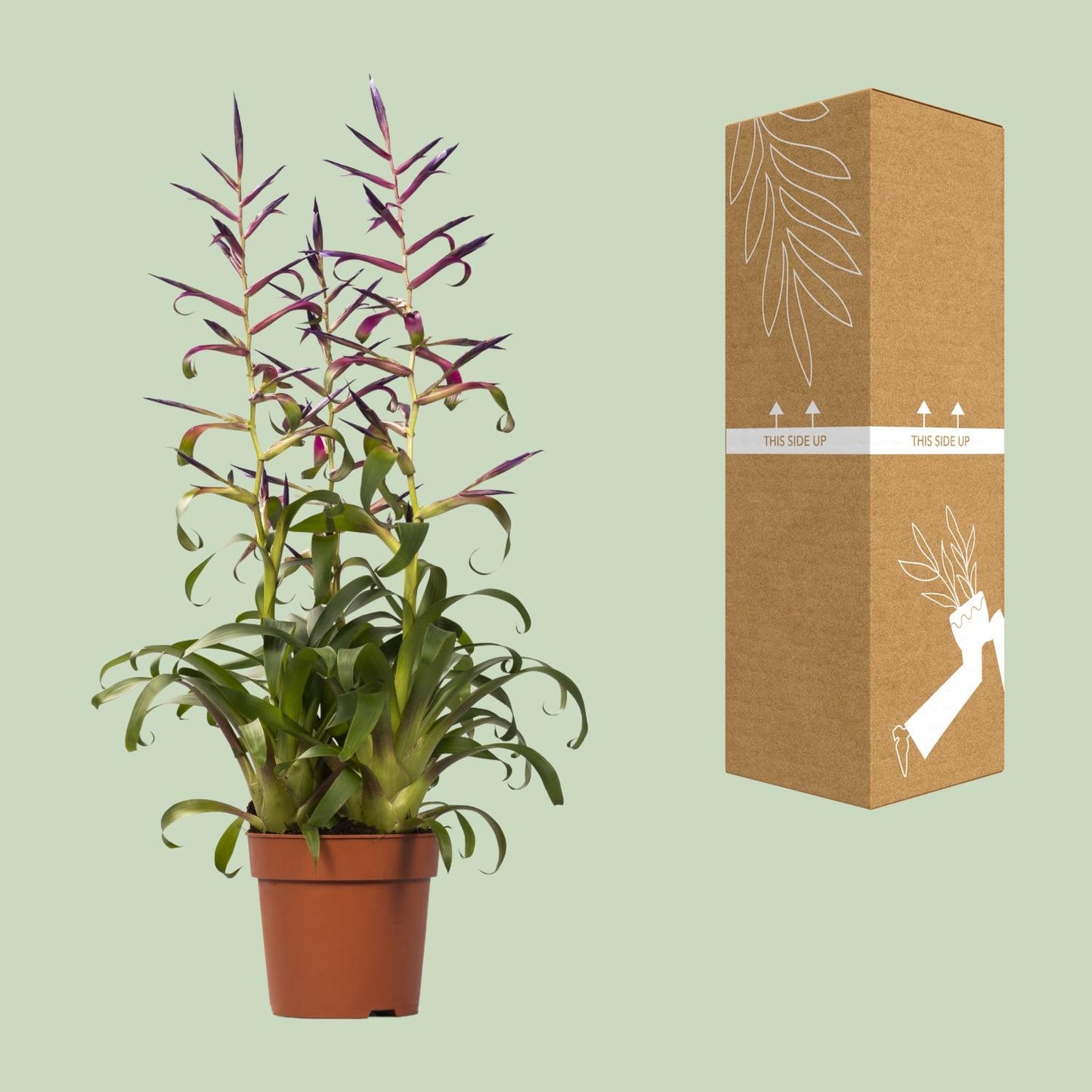 Tillandsia Mora – pflegeleichte Luftpflanze Ø12cm, 55cm hoch