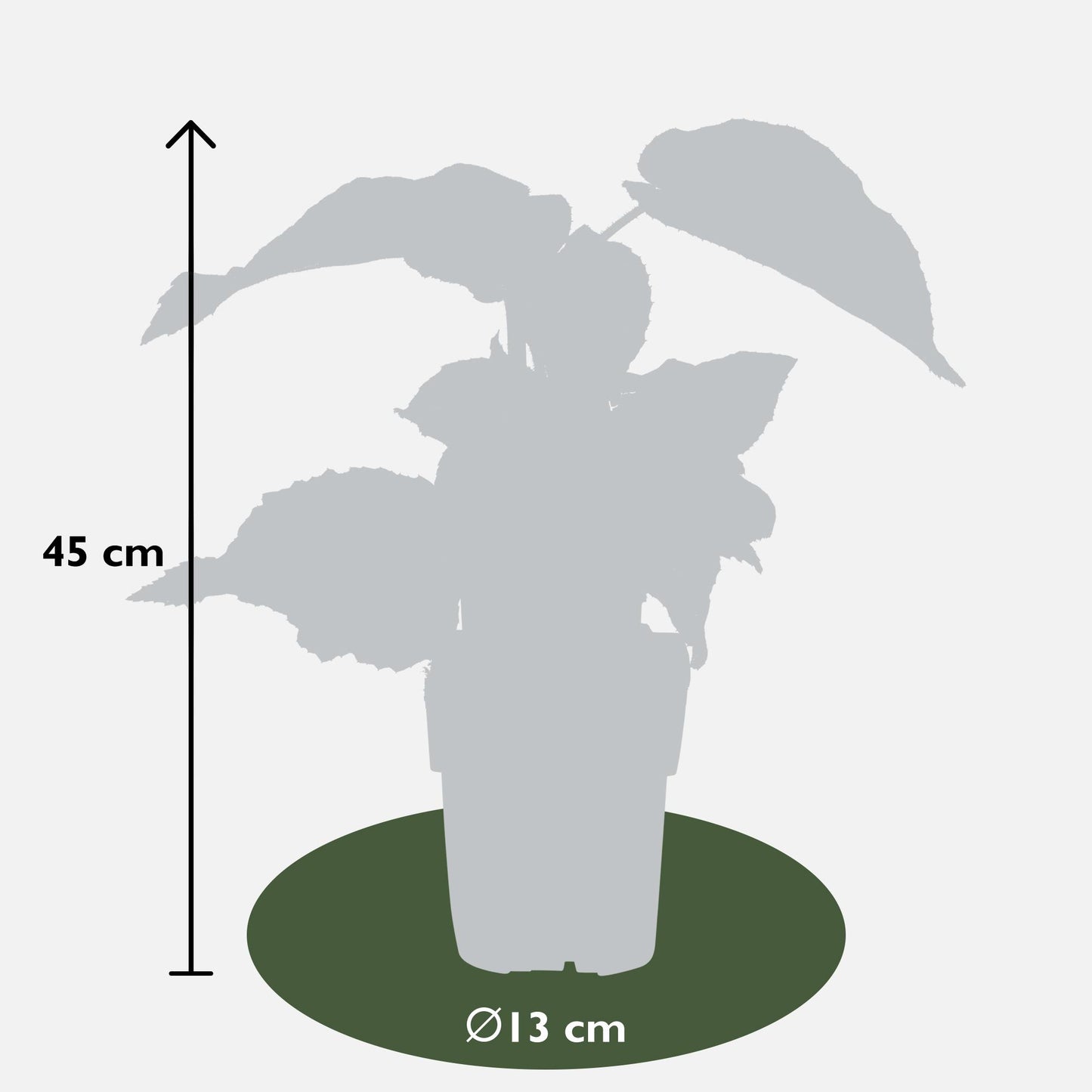 3x Actinidia deliciosa 'Jenny' – Pflegerleichte Kiwipflanze Ø13cm