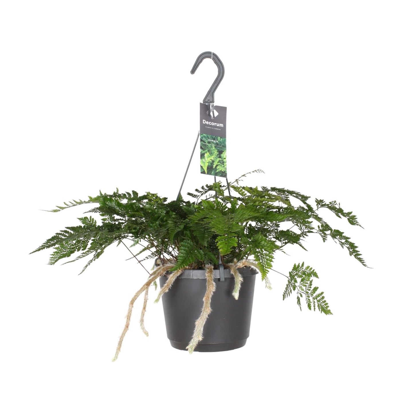 Davallia Bullata – Pflegeleichter Hasenfußfarn Ø17cm