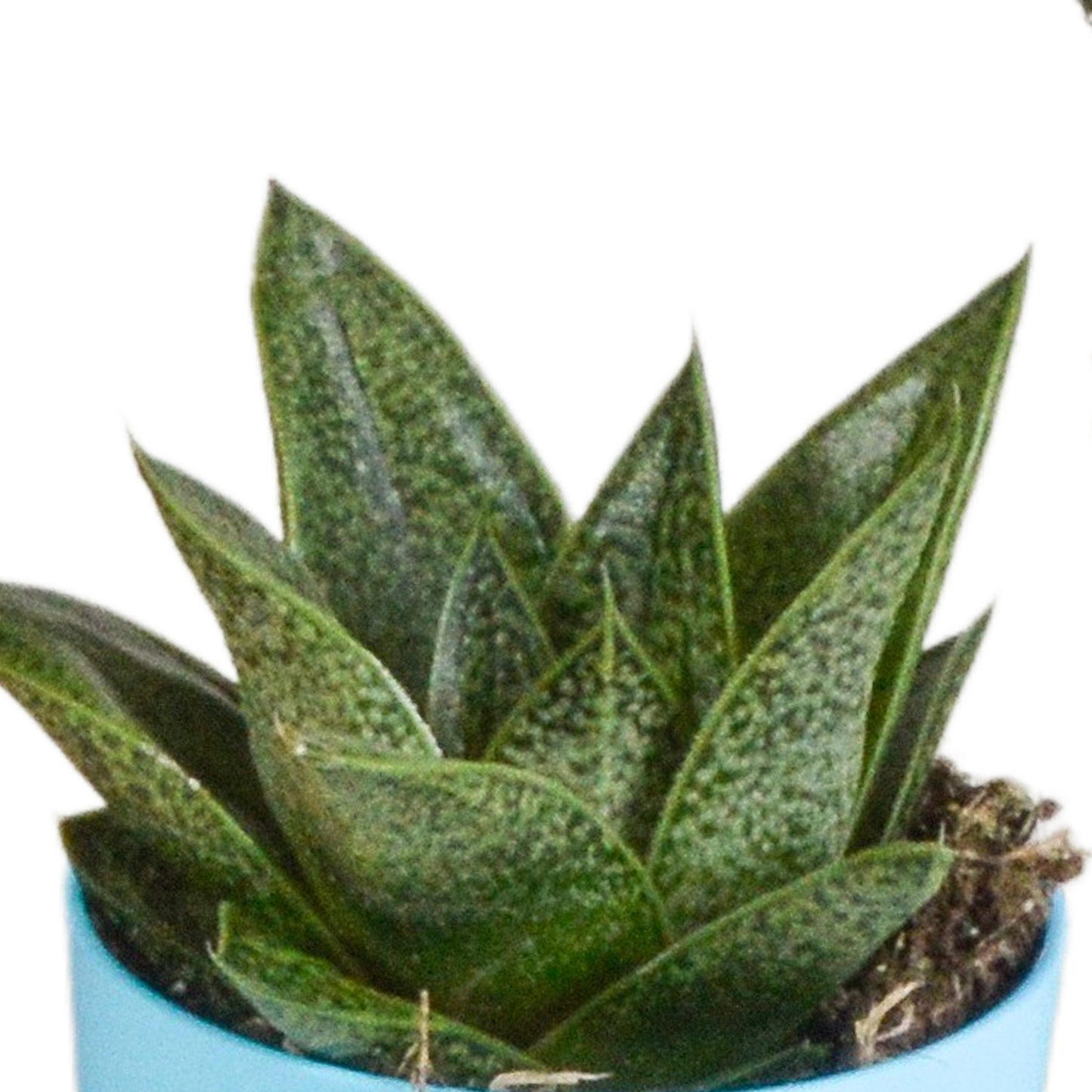 Gasteria & Haworthia Sukkulenten-Mix, 5er Set