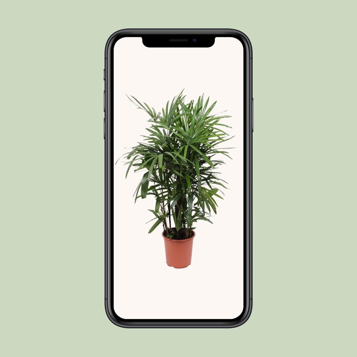 Rhapis Excelsa – Pflegeleichte Steckenpalme Ø27cm, 120cm hoch