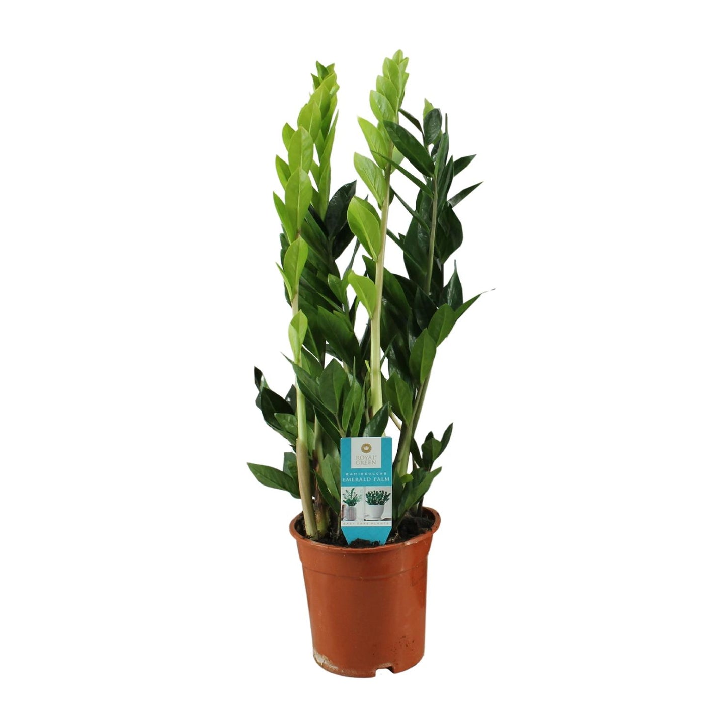 Zamioculcas Zamiifolia – Pflegeleichte ZZ-Pflanze Ø17cm, 65cm hoch
