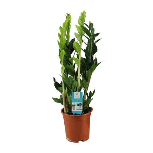 Zamioculcas Zamiifolia – Pflegeleichte ZZ-Pflanze Ø17cm, 65cm hoch