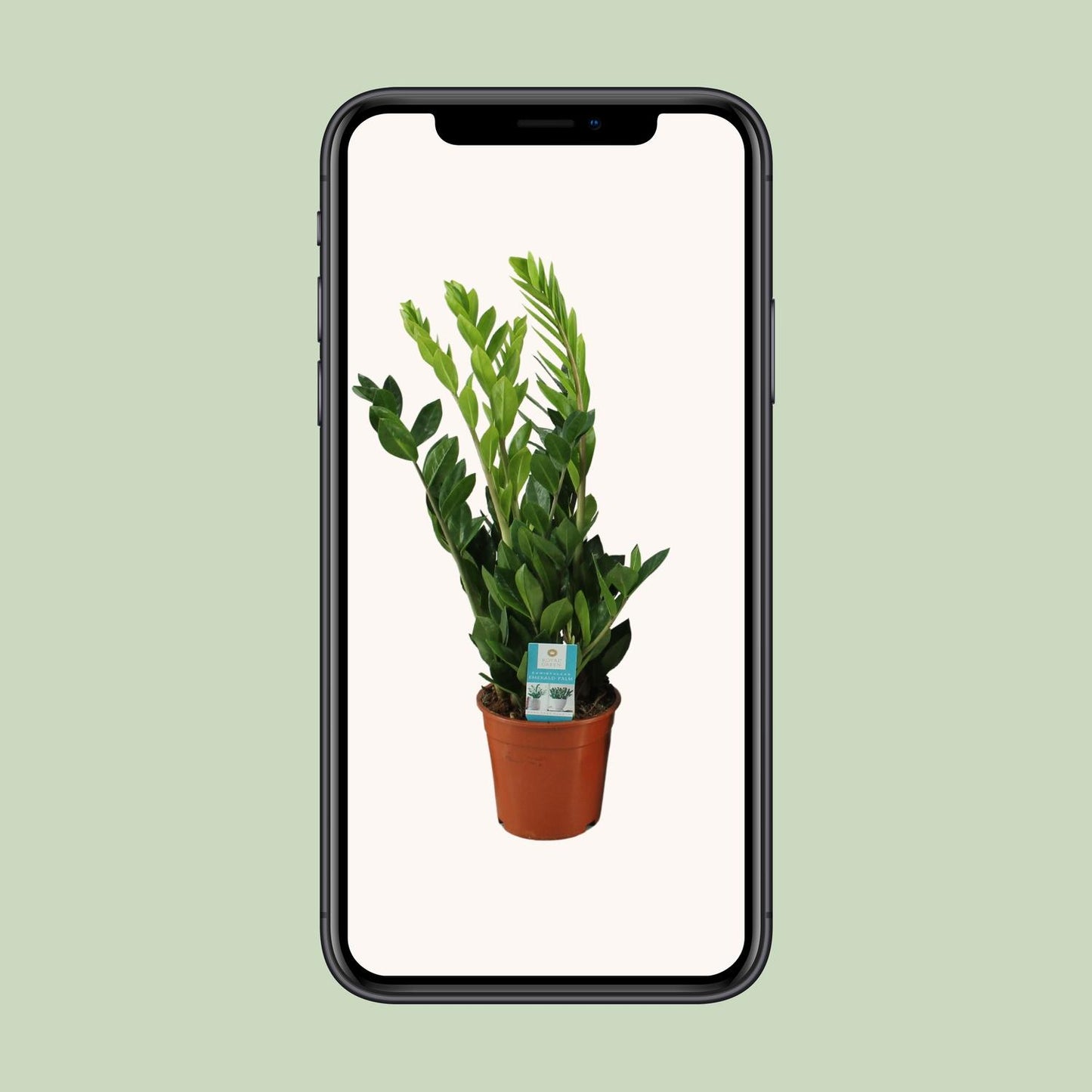 Zamioculcas Zamiifolia – Pflegeleichte Zimmerpflanze Ø17cm