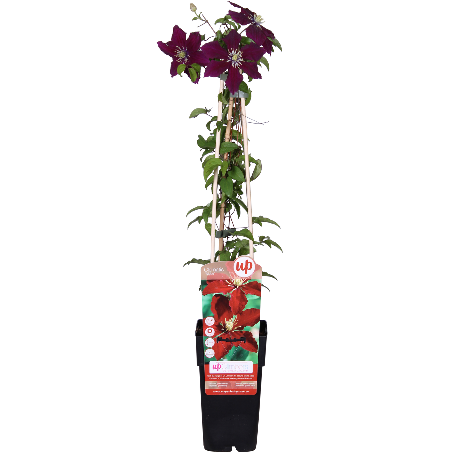 Clematis Niobe – Rote, pflegeleichte Kletterpflanze 65 cm