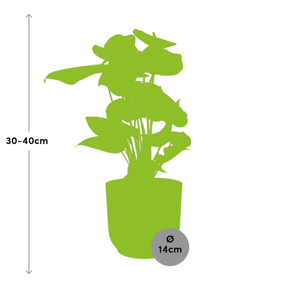 Anthurium Red 12cm in ELHO Vibes Fold 14cm Gelb