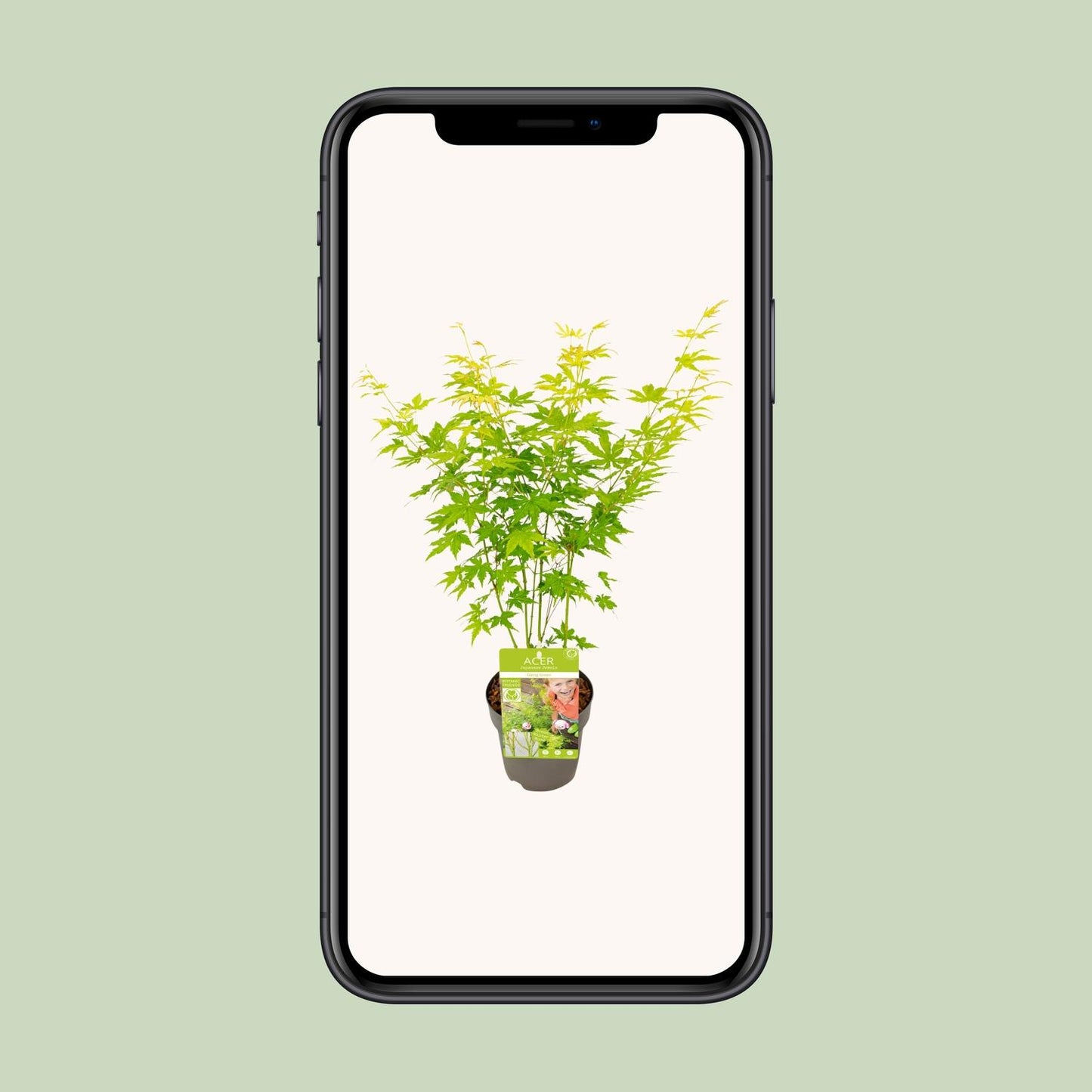 Acer palmatum Going Green – Kompakter Japanischer Ahorn Ø15cm