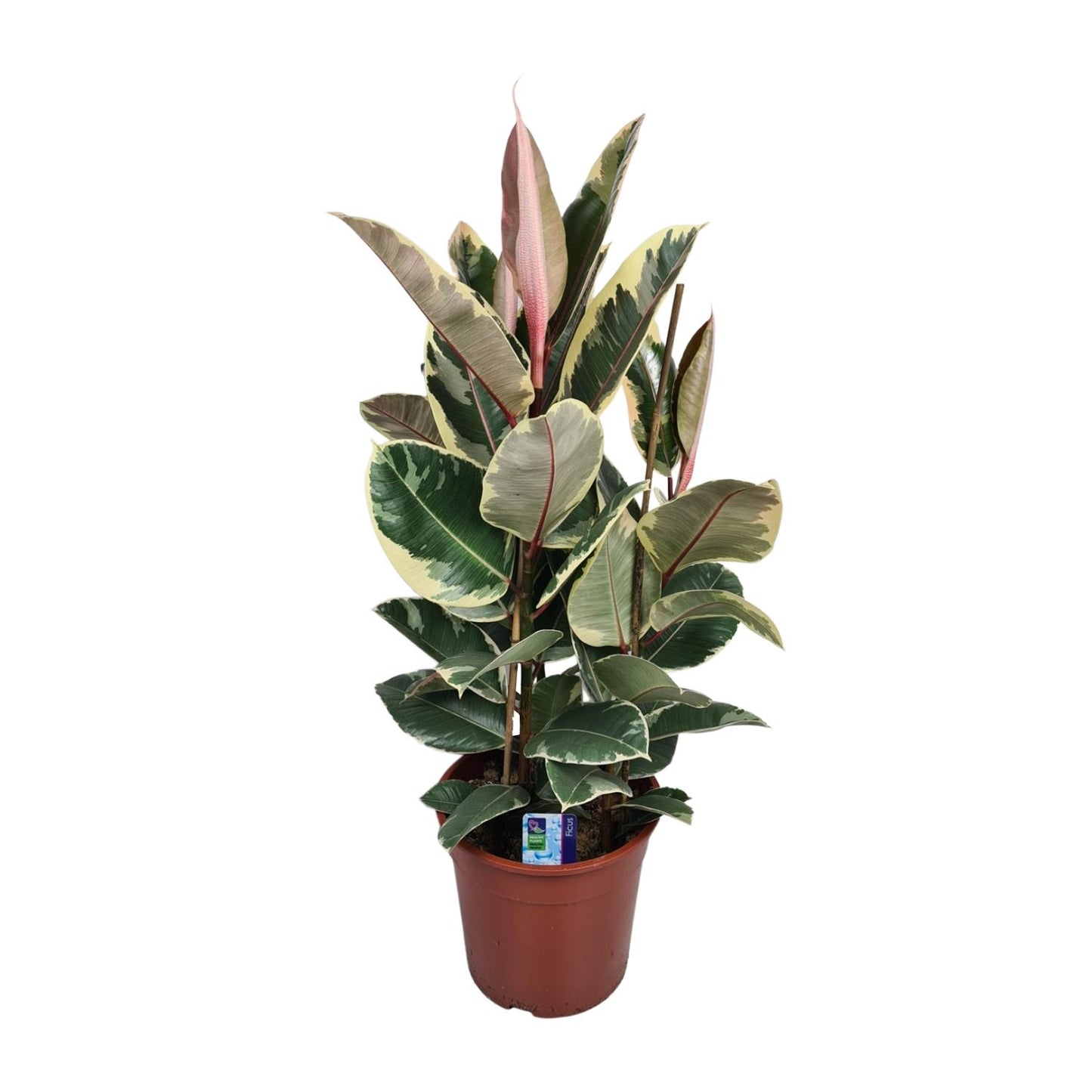 Ficus Elastica Tineke – Pflegeleichte Zimmerpflanze Ø27cm