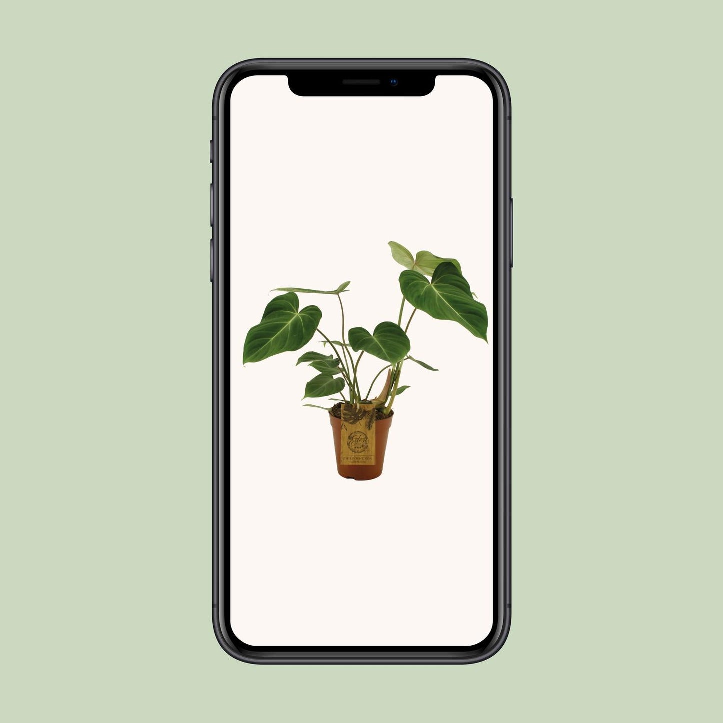 Philodendron Gloriosum – Samtblatt Zimmerpflanze Ø15cm