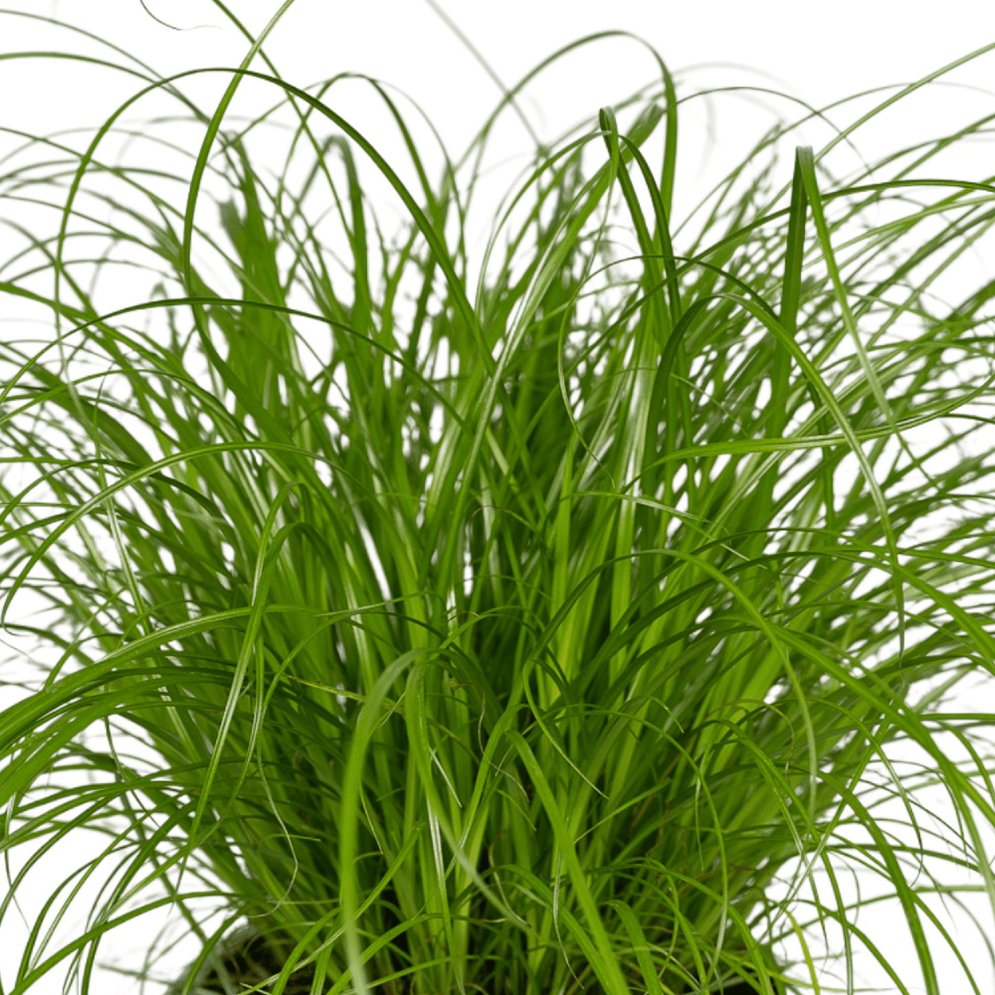 Cyperus Alternifolius – 4er Set, pflegeleicht & robust