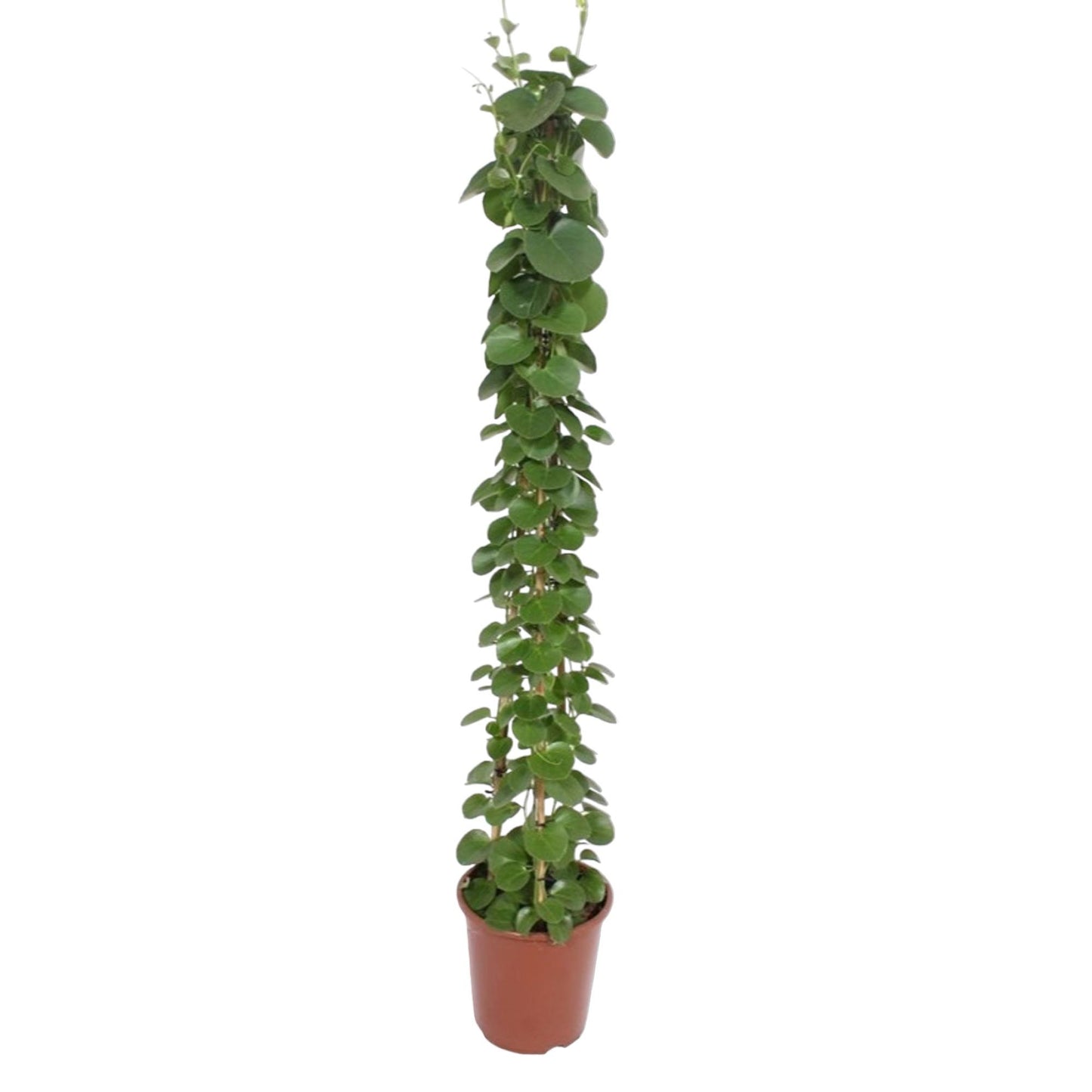 Cissus rotundifolia Pyramide – 160 cm, ø27 cm, pflegeleicht