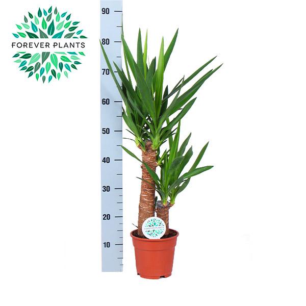 Yucca Pflanze Ø17cm Topf, ca. 80cm hoch – Pflegeleicht & Luftreinigend