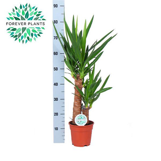 Yucca Pflanze Ø17cm Topf, ca. 80cm hoch – Pflegeleicht & Luftreinigend