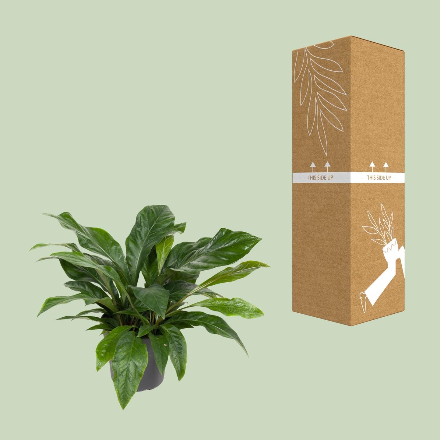 Anthurium Jungle Bush – Pflegeleichte Zimmerpflanze Ø30cm
