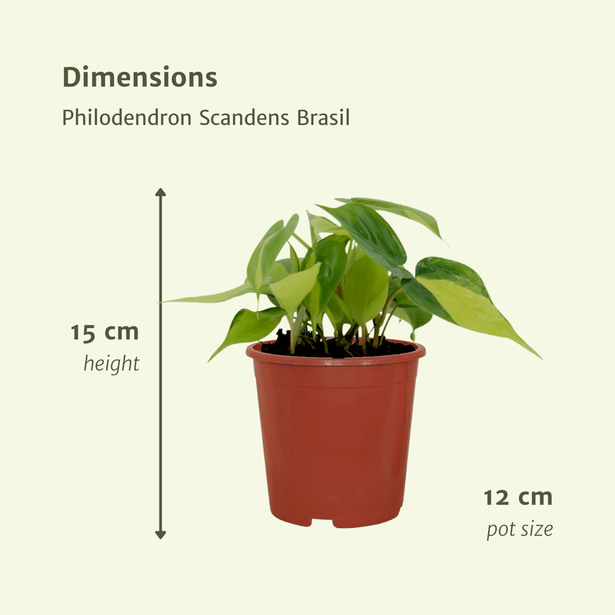 Philodendron Scandens Brasil – 4er-Set, pflegeleicht & grün