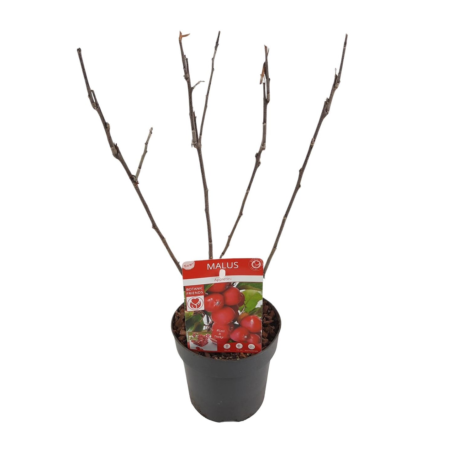 Malus 'Appletini' – Kompakter Apfelbaum Ø13cm