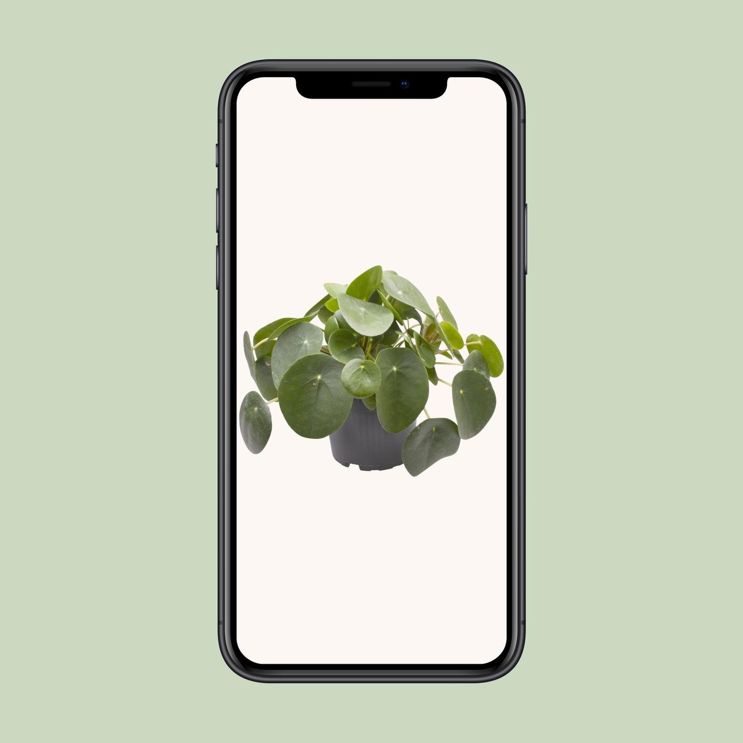 Ufopflanze (Pilea peperomioides) Ø12cm – Pflegeleicht & Trendig