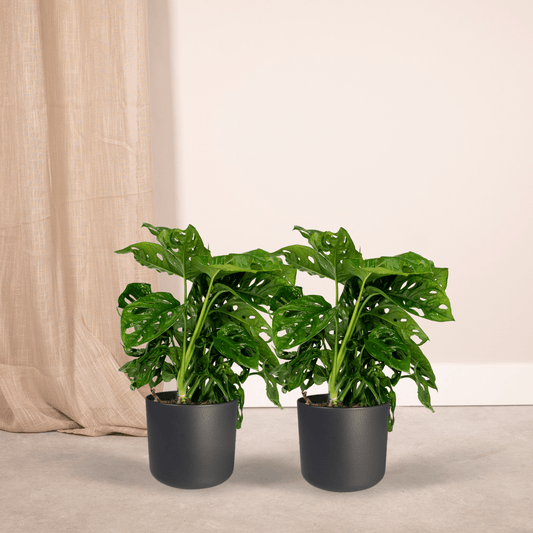 2x Monstera Monkey Leaf – Trendige Lochpflanze Ø12cm