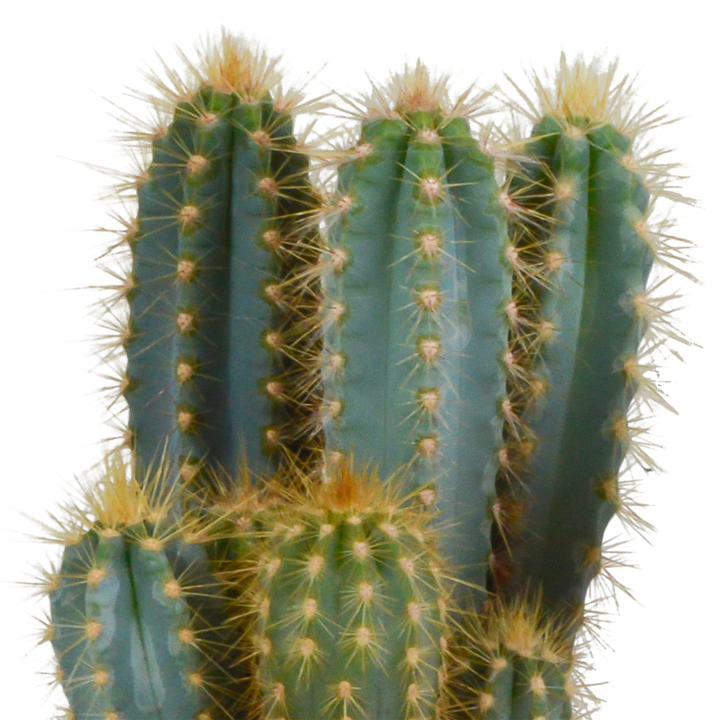 Pilosocereus azureus – Blauer Säulenkaktus 12 cm, pflegeleicht & robust