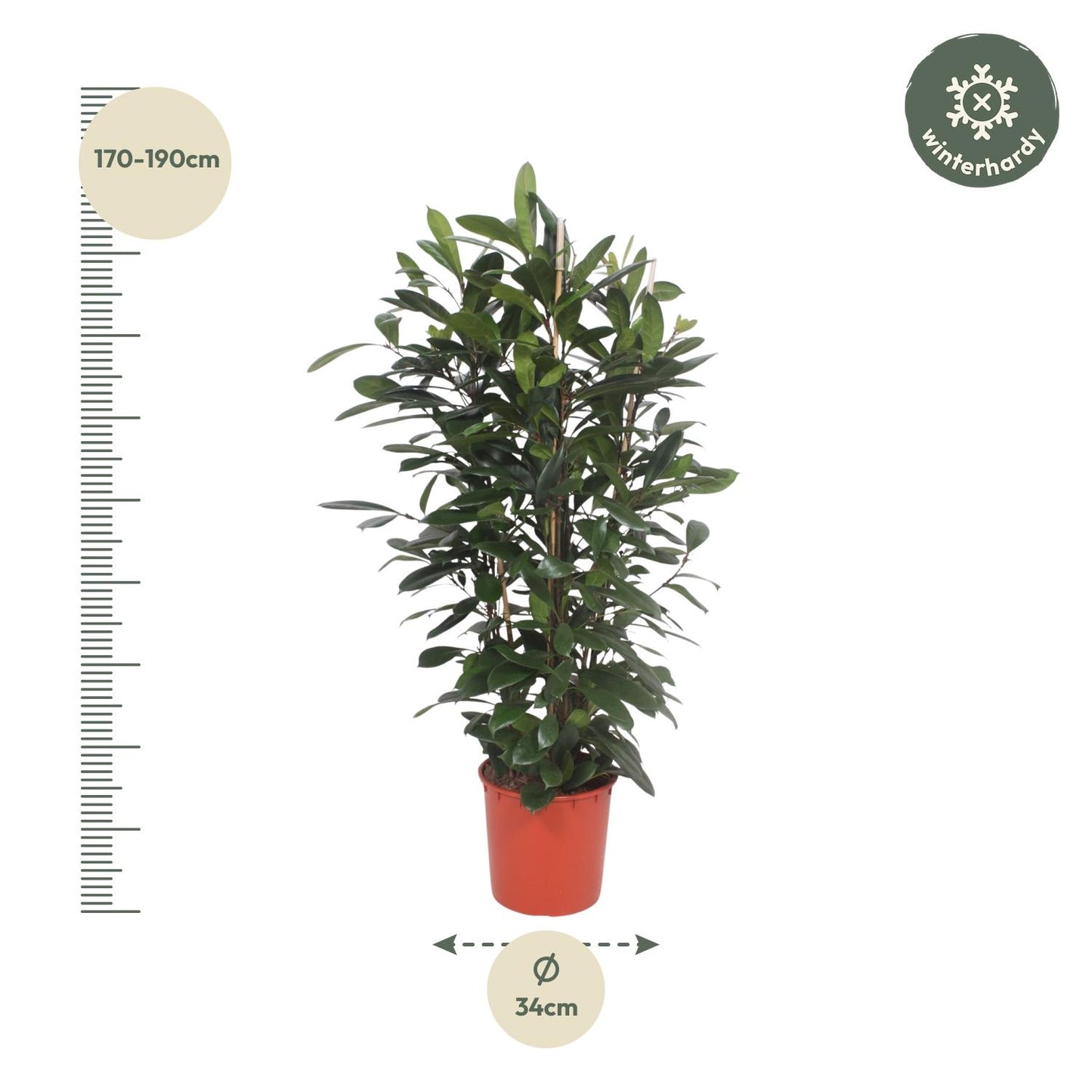 Ficus Cyathistipula – Afrikanischer Feigenbaum 180 cm