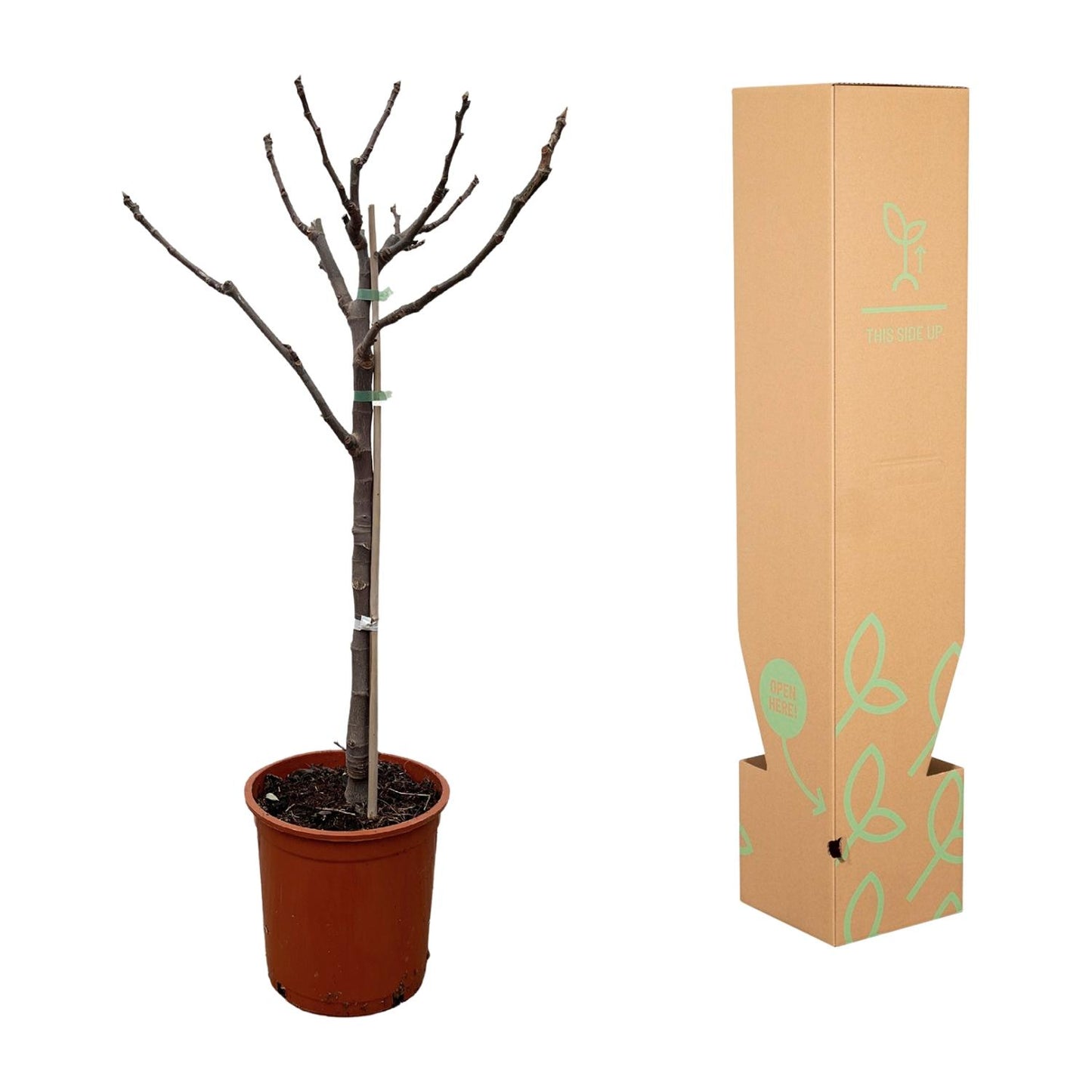 Ficus Carica op Stam – Pflegeleichter Feigenbaum 100 cm