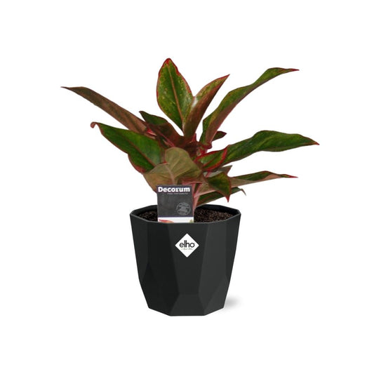 Aglaonema Crete – Pflegeleichte Zimmerpflanze 14cm Topf