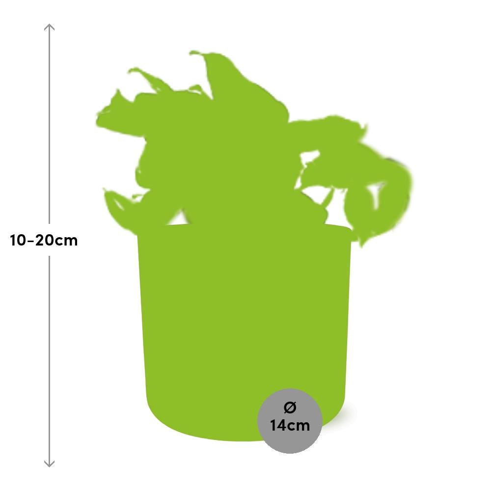 Epipremnum Pinnatum Happy Leaf im ELHO b.for soft Rond 14cm Brique