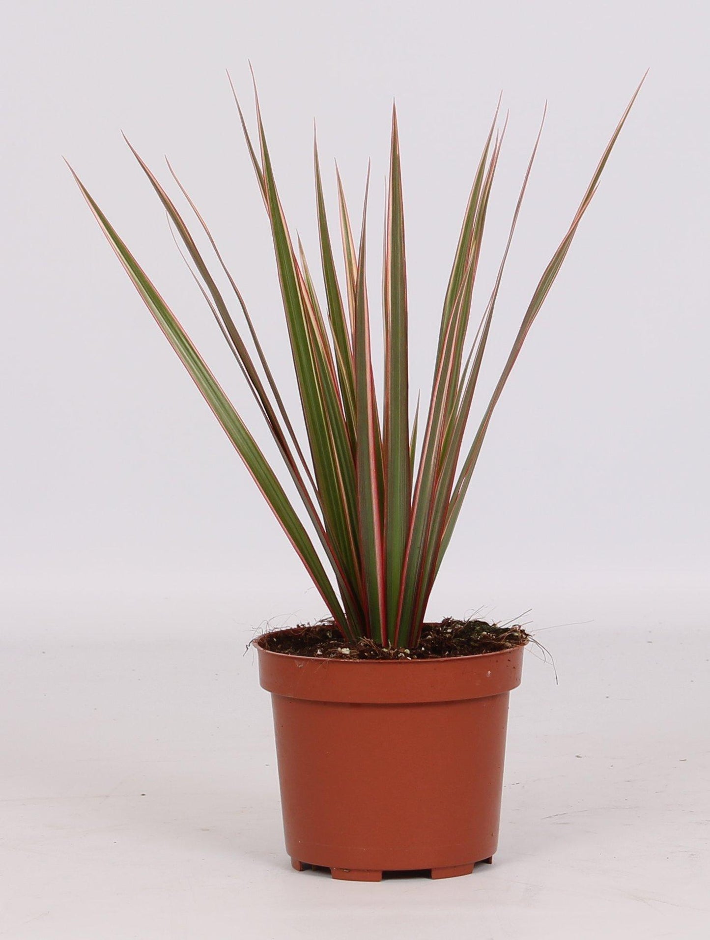 Drachenbaum Bicolor – Pflegeleichte Zimmerpflanze 30 cm
