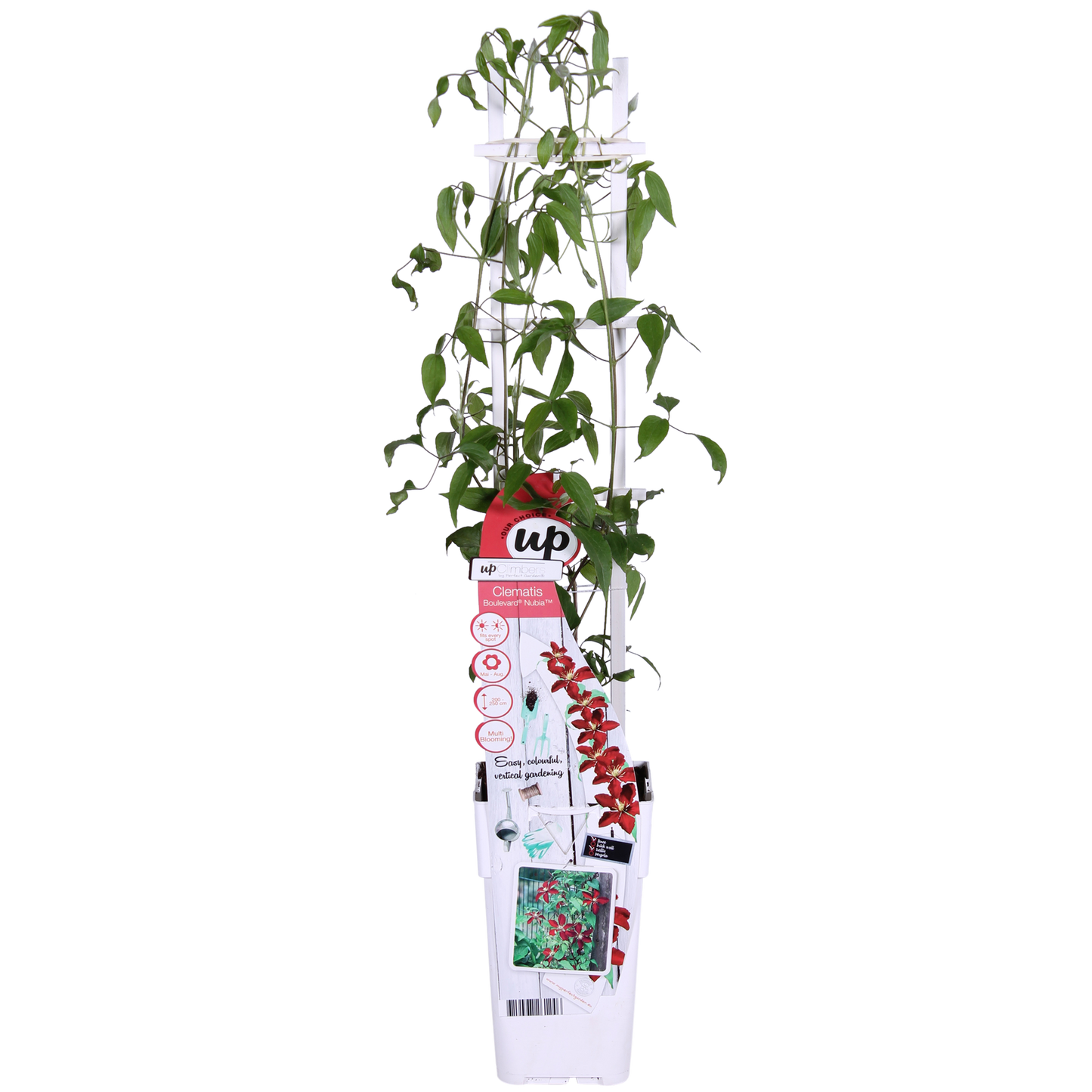 Clematis Nubia – Rote Kletterpflanze für Balkon & Garten