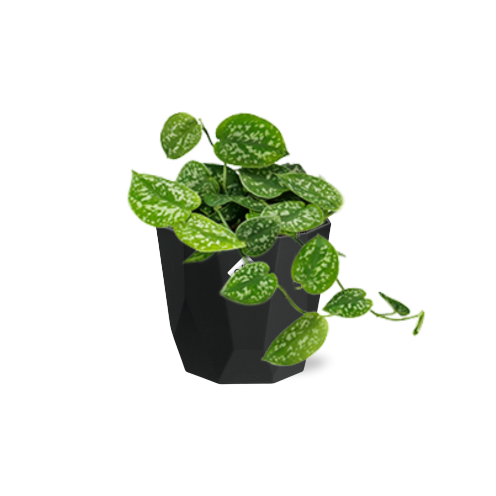 Scindapsus Pictus ‘Argyraeus’ – pflegeleichte Luftreiniger-Pflanze 14cm