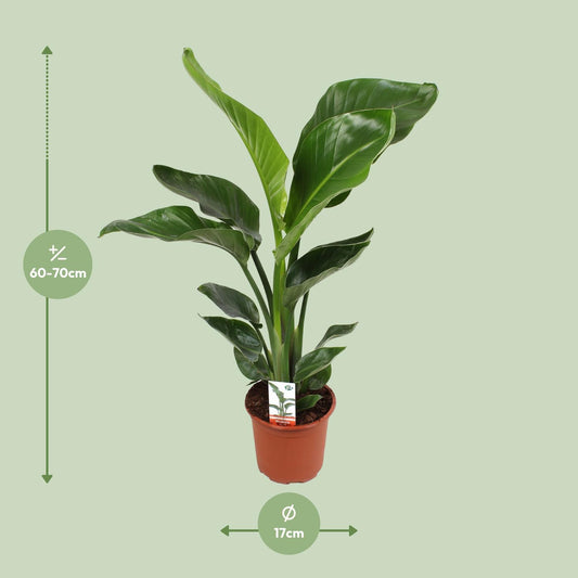 Strelitzia Nicolai – Paradiesvogelblume Ø17cm, ca. 70cm hoch