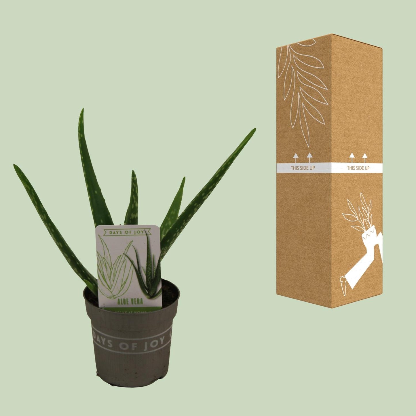 Aloe Vera Zimmerpflanze – Pflegeleicht & Dekorativ Ø10,5cm