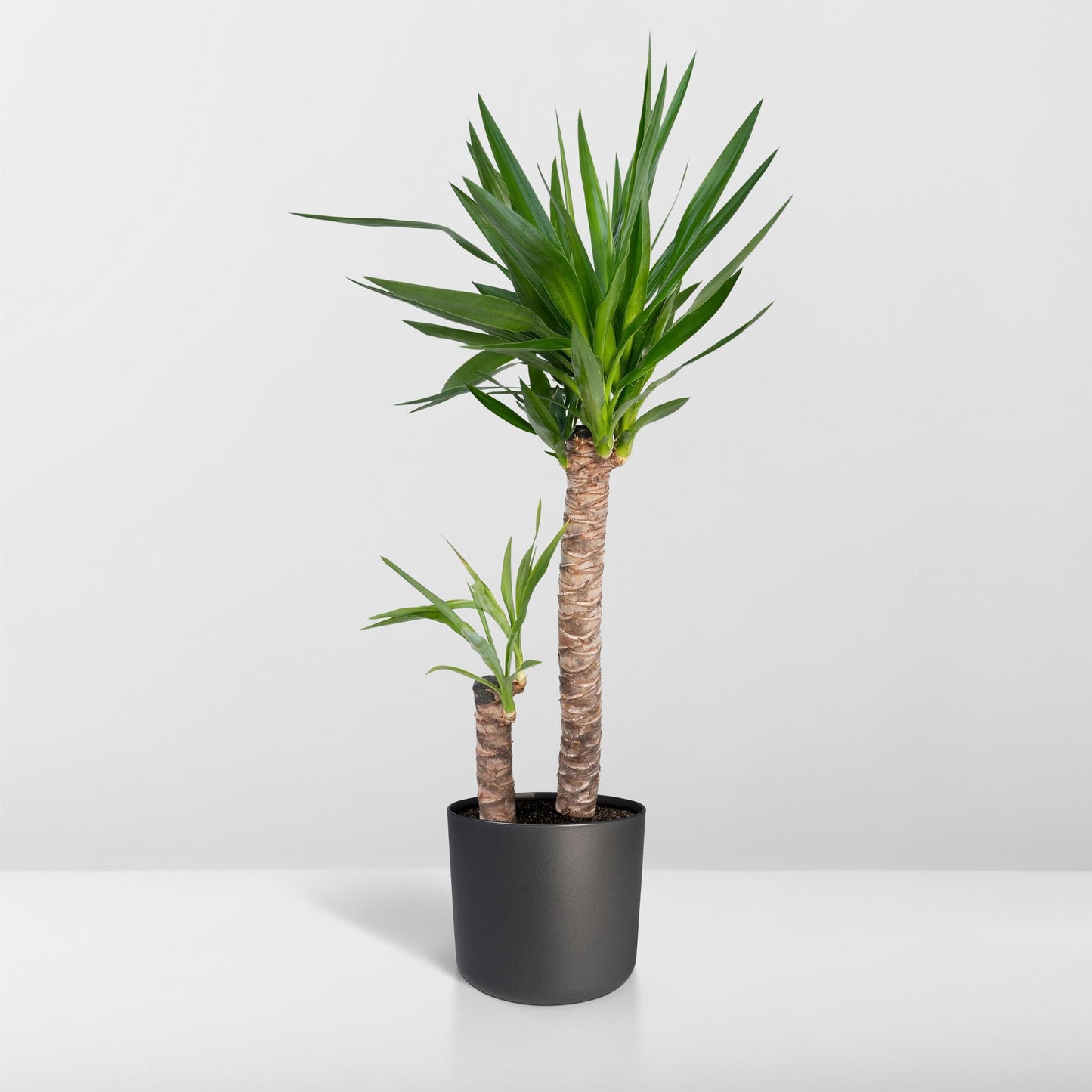 Yucca Elephantipes – Pflegeleichte Zimmerpflanze Ø21cm
