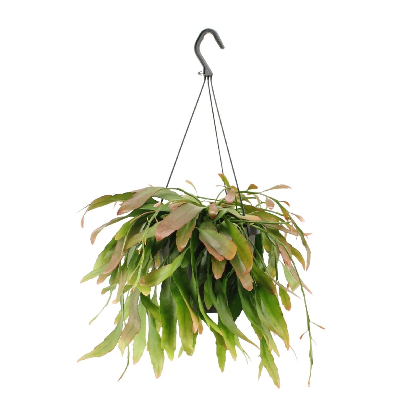 Rhipsalis Red Coral – Exotische pflegeleichte Zimmerpflanze Ø17cm
