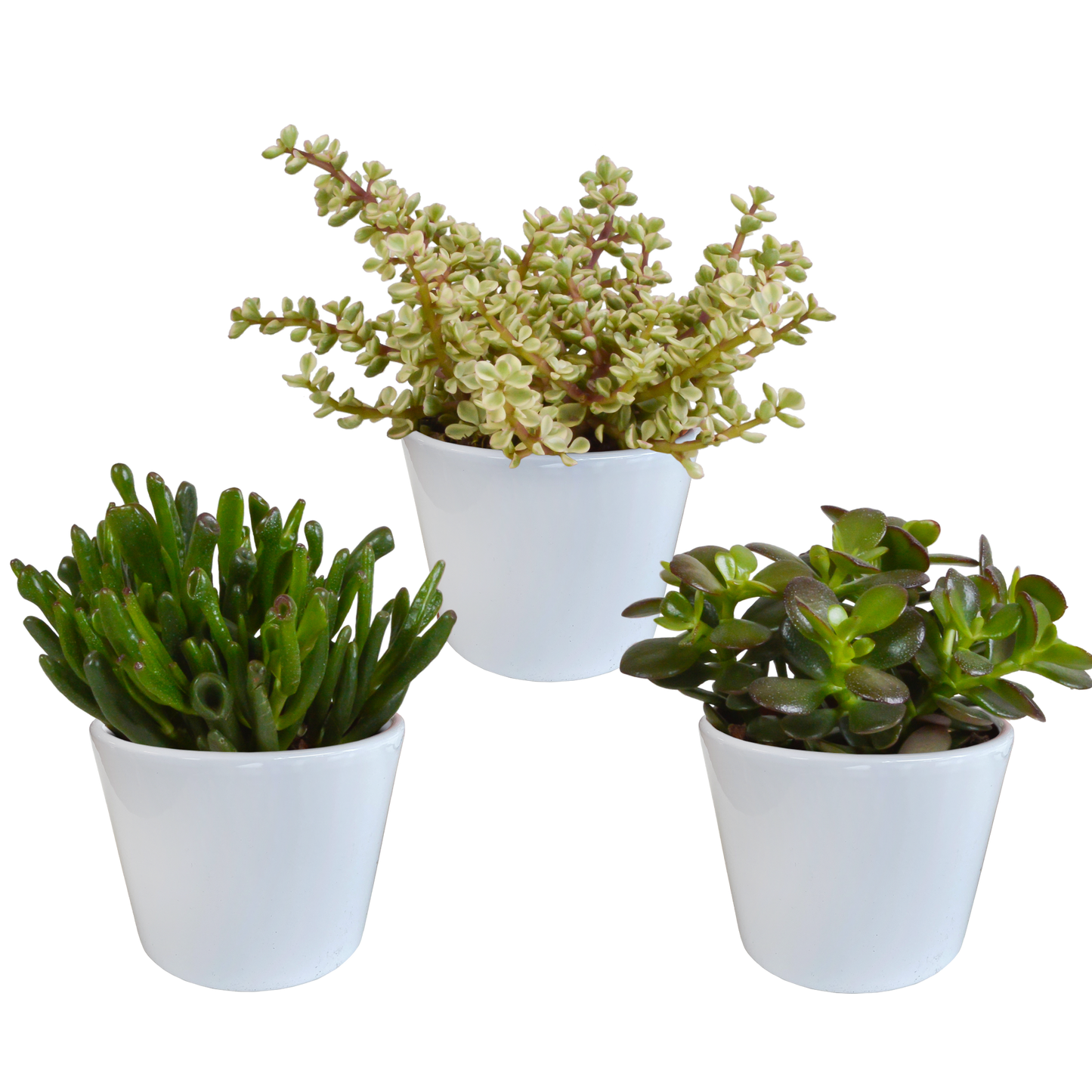 Crassula-Mischung 3er-Set im weißen Topf 10,5 cm