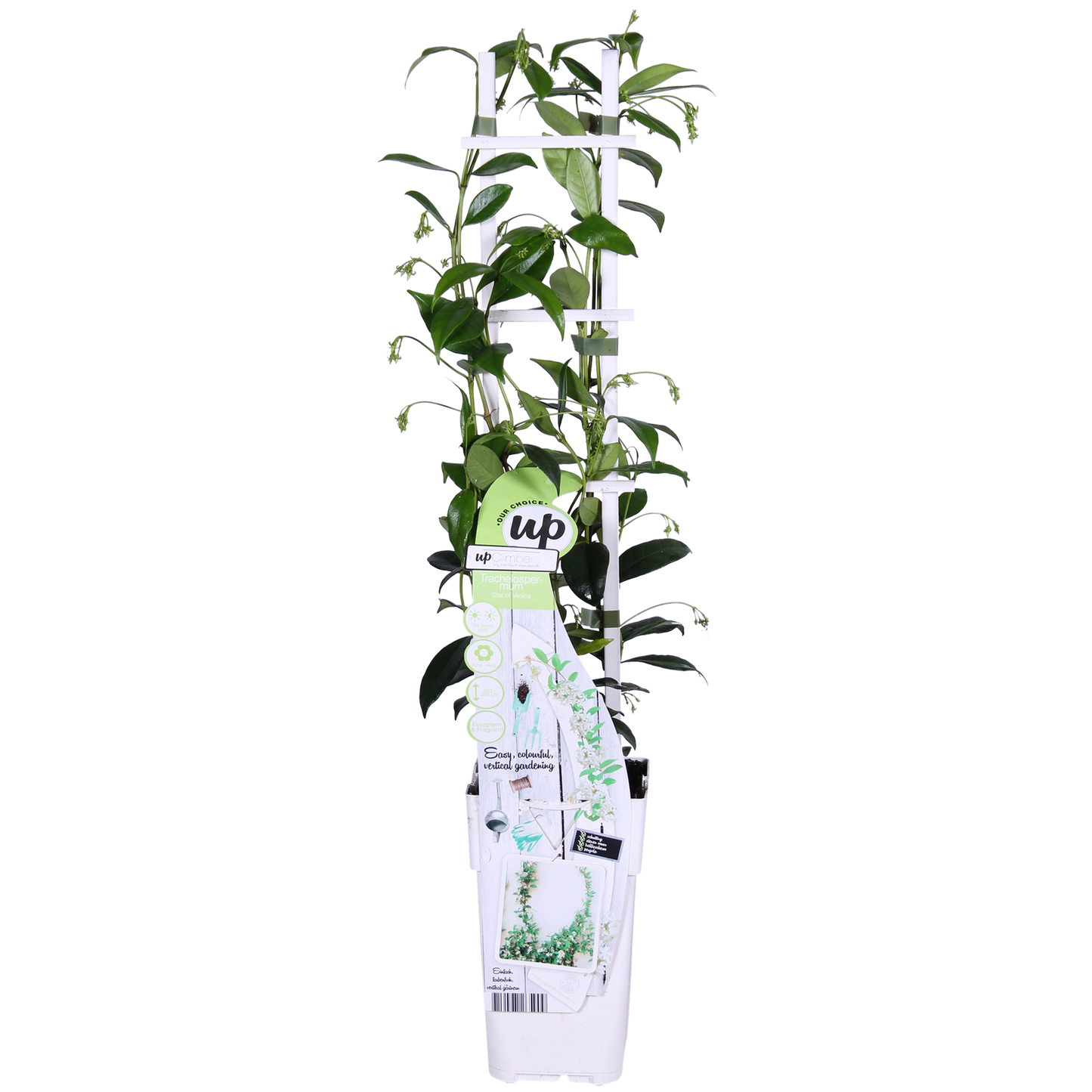 2x Trachelospermum 'Star of Venice' – Sternjasmin Ø15cm, 65cm hoch