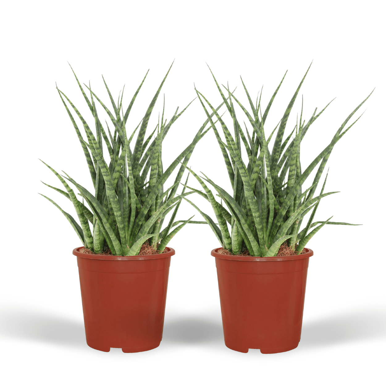 Frauenzunge 'Fernwood Punk' 2er Set – Pflegeleichte Zimmerpflanzen Ø12cm
