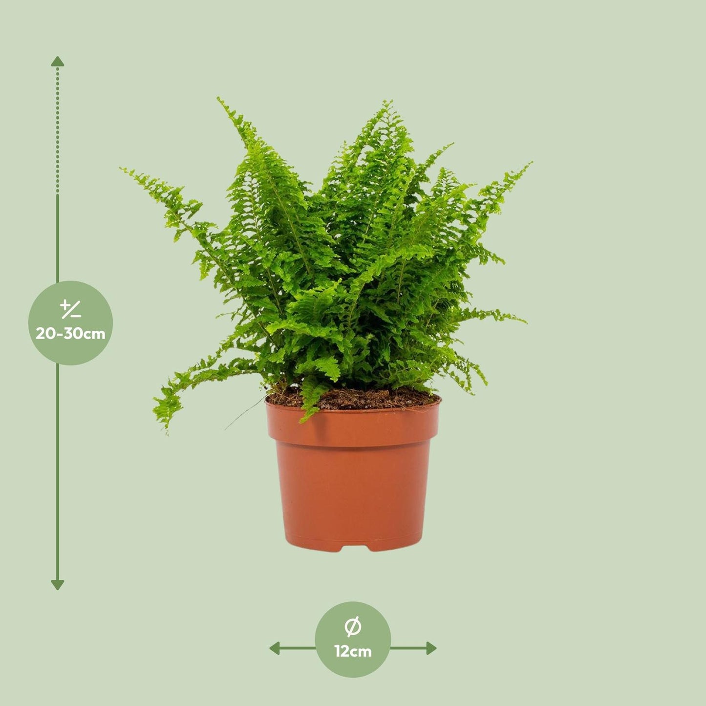 Bostonfarn Nephrolepis exaltata Ø12cm – pflegeleicht & luftreinigend