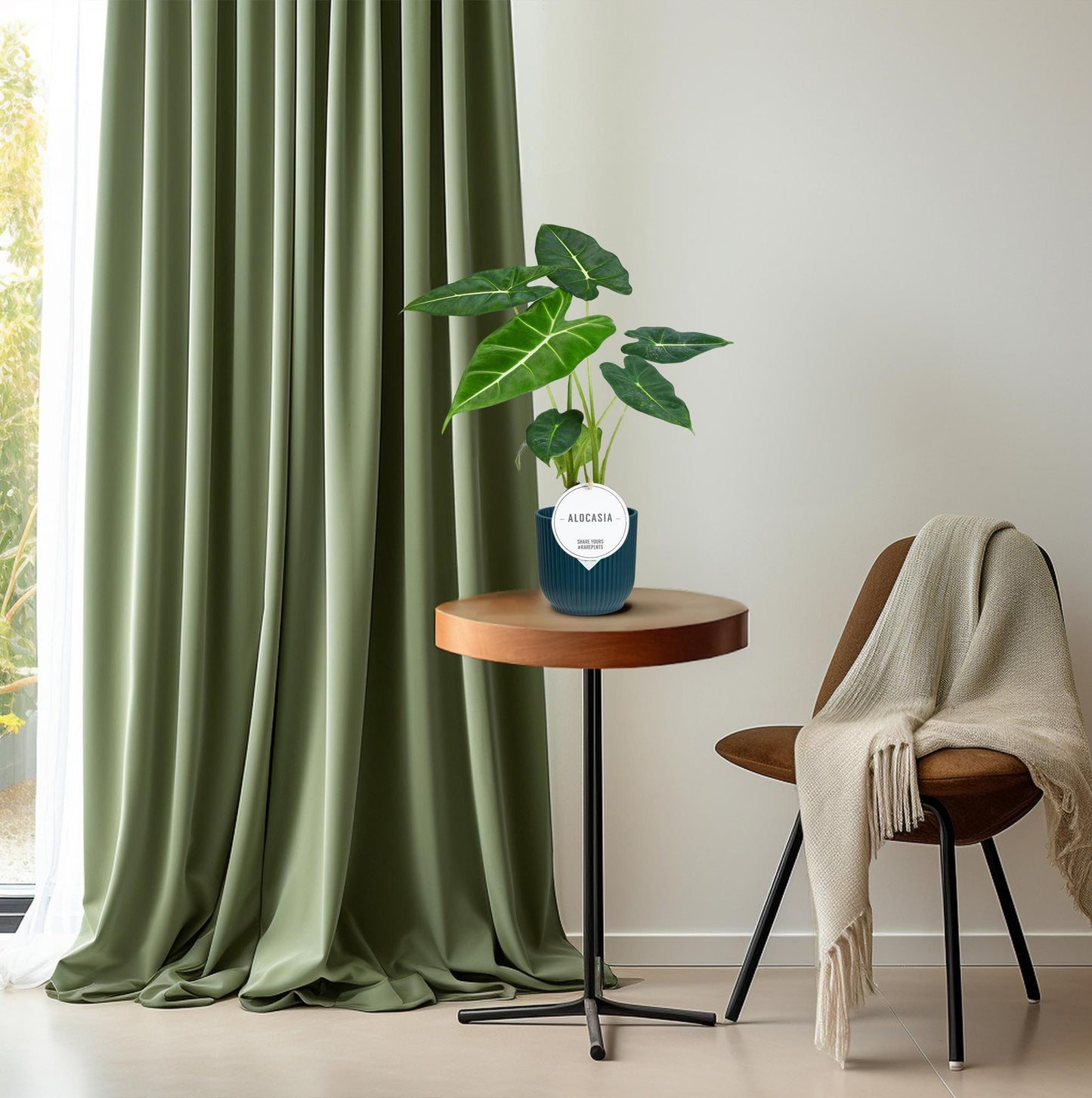 Alocasia Frydek – Tropisches Elefantenohr für Ihr Zuhause