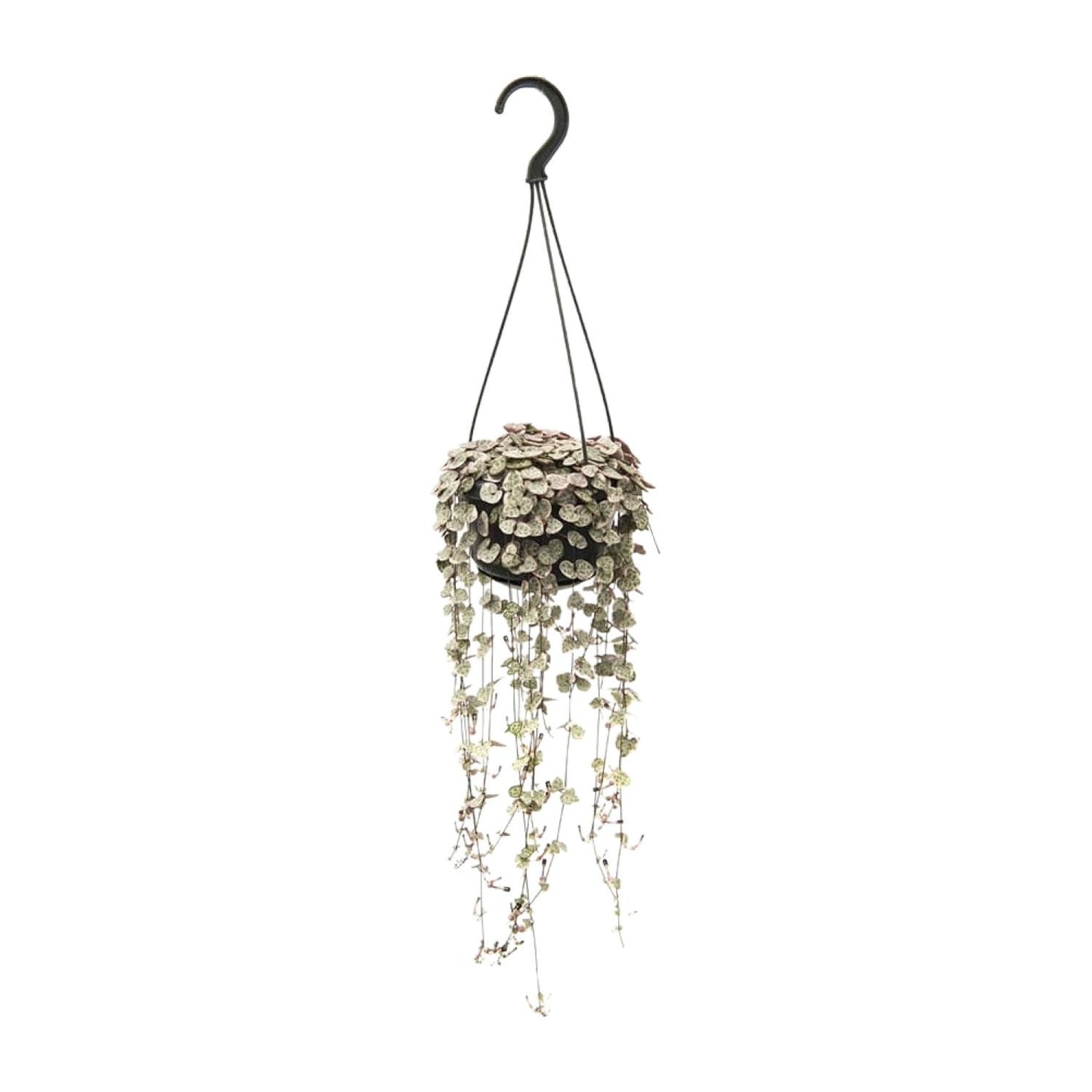 Herzblattpflanze Variegata – Ø14cm – Pflegeleicht & Dekorativ
