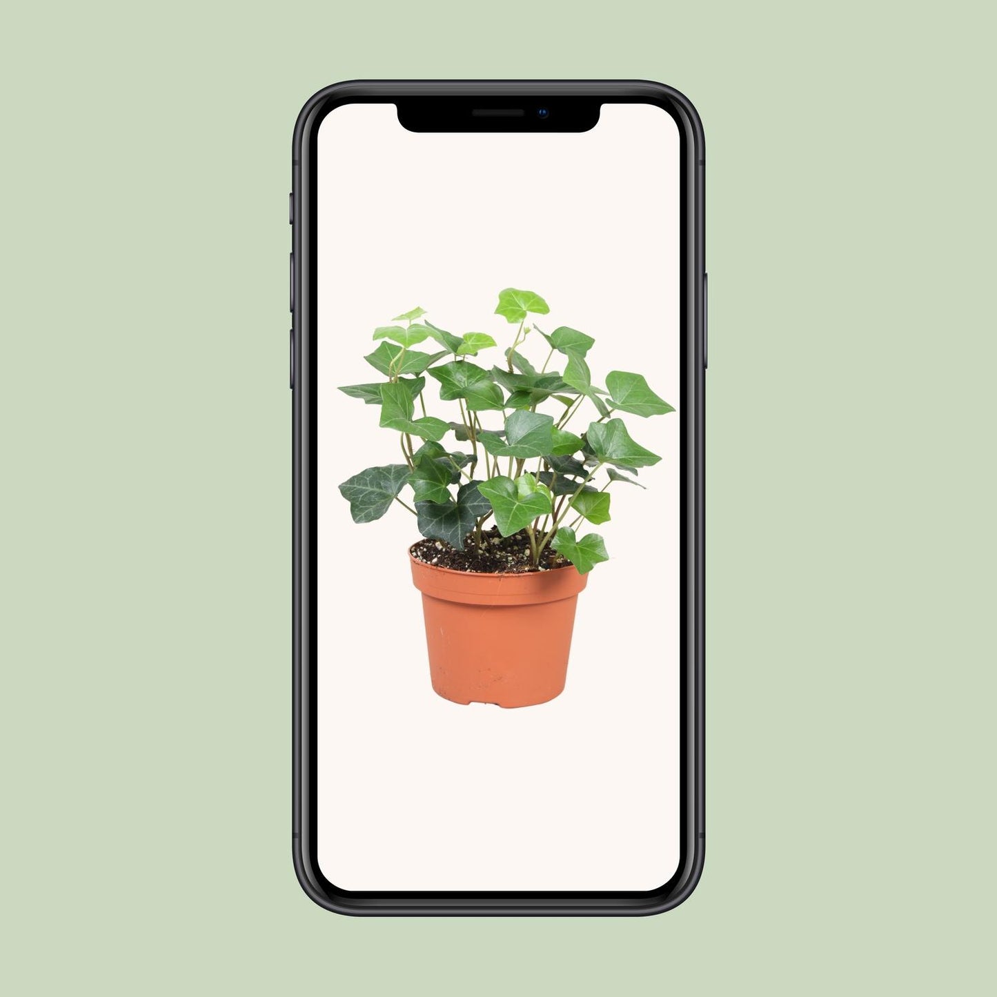 Hedera Hibernica Ø13cm – Pflegeleichter Efeu für drinnen