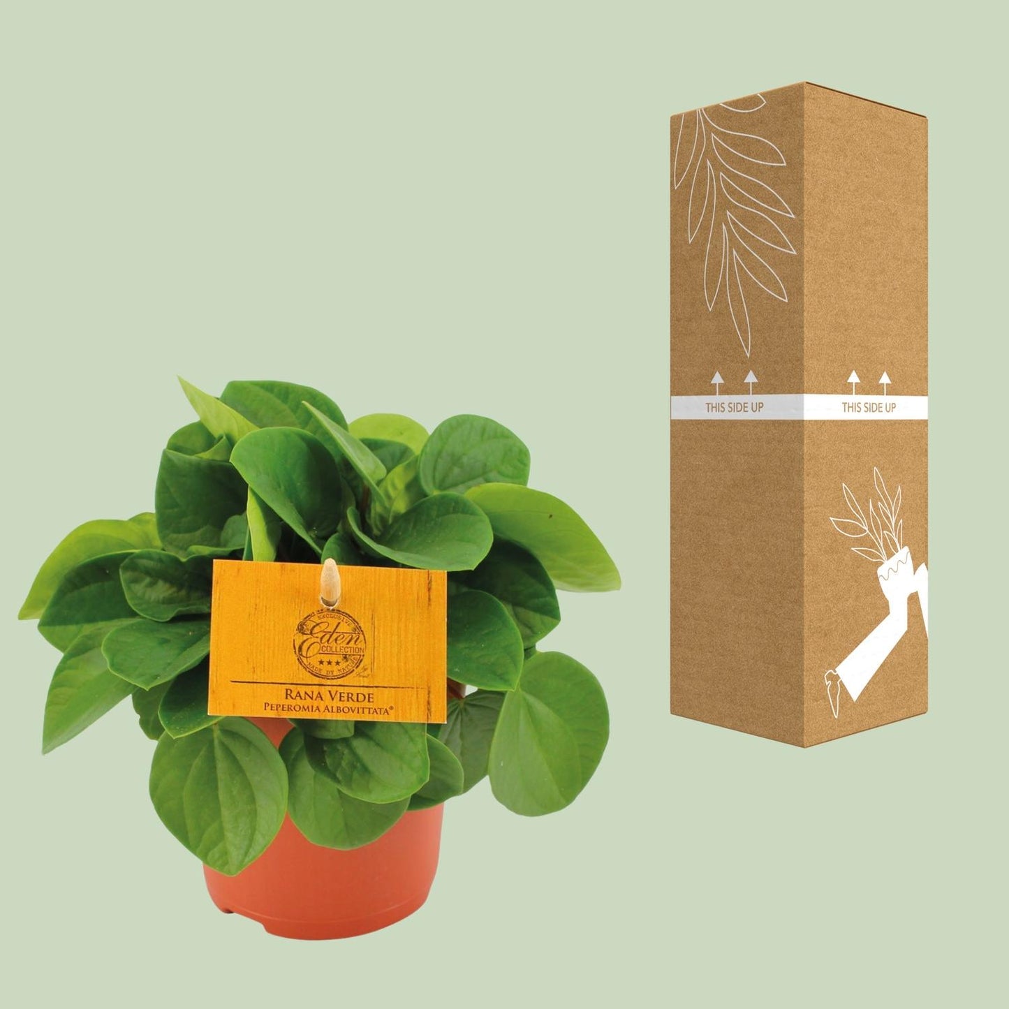 Peperomia Rana Verde – Pflegeleichte Zimmerpflanze Ø11cm